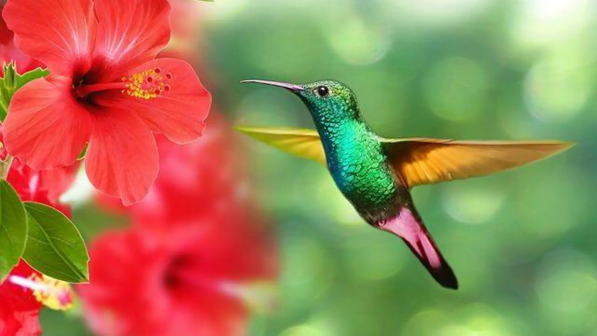 Colibrí 1